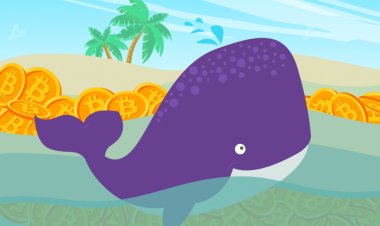 Chainalysis: с начала года балансы китовых биткоин-кошельков увеличились на 1,4 млн BTC