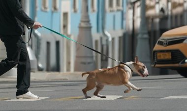 Мэрия Москвы потратит 185 млн рублей на сбор данных о жителях, включая сведения о питомцах и доходах